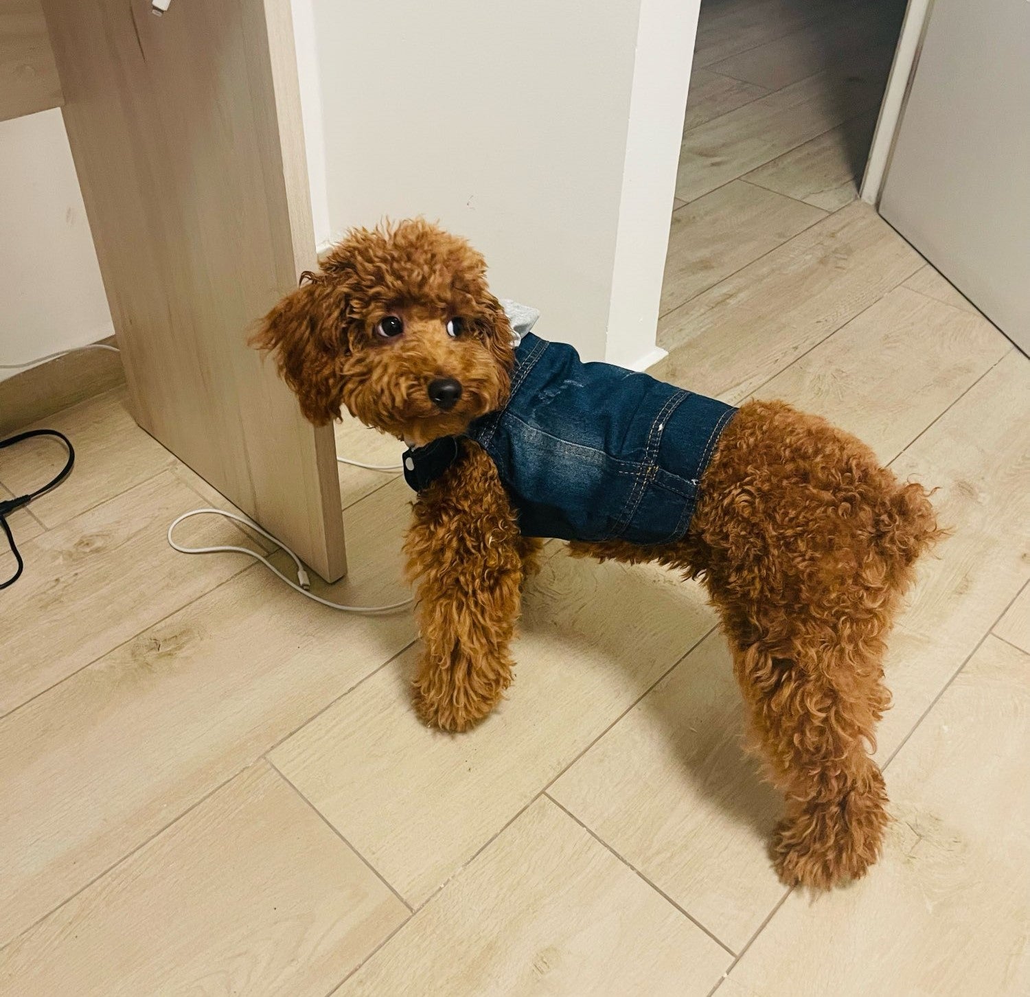 Denim Dog Vest