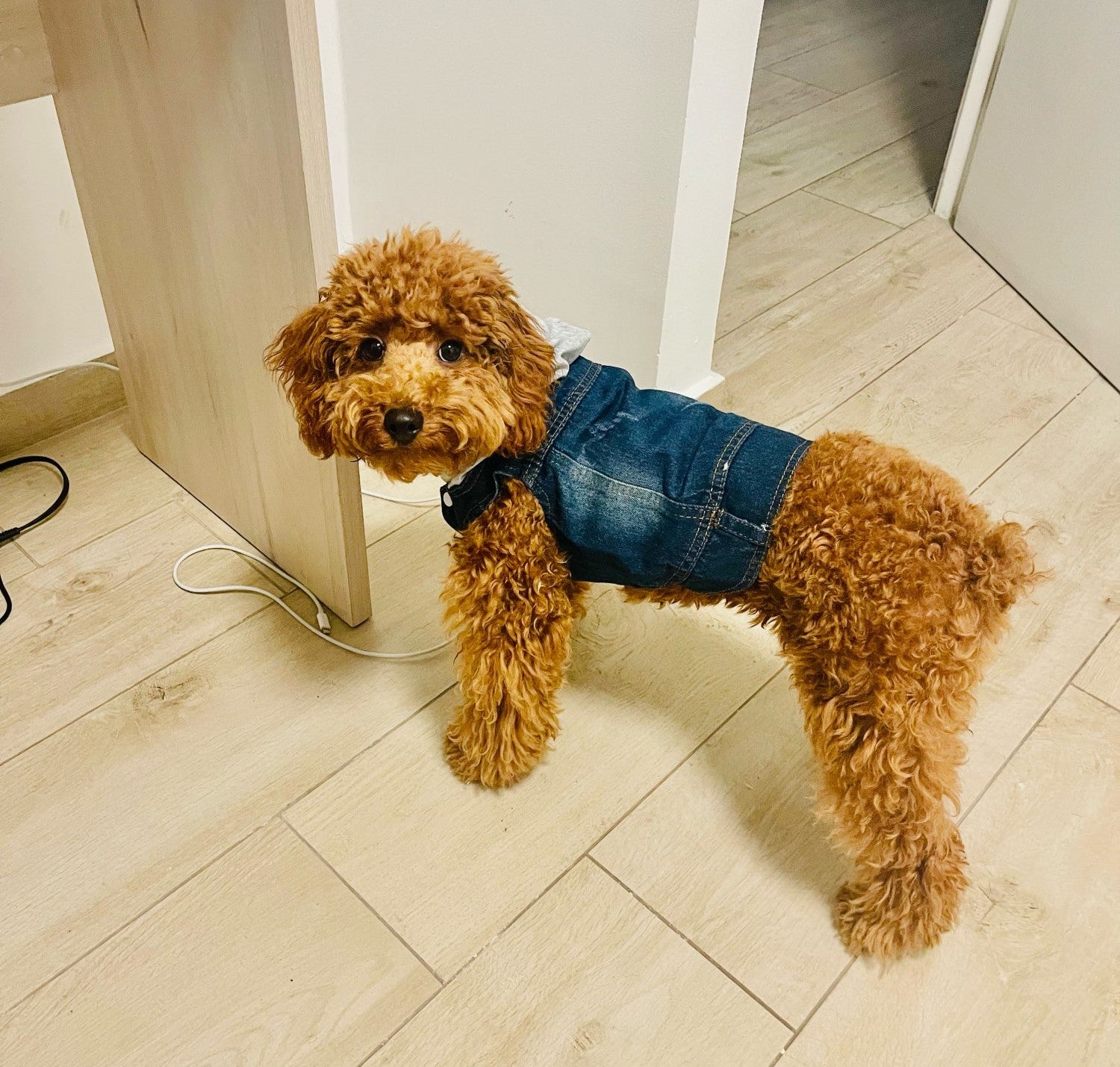 Denim Dog Vest