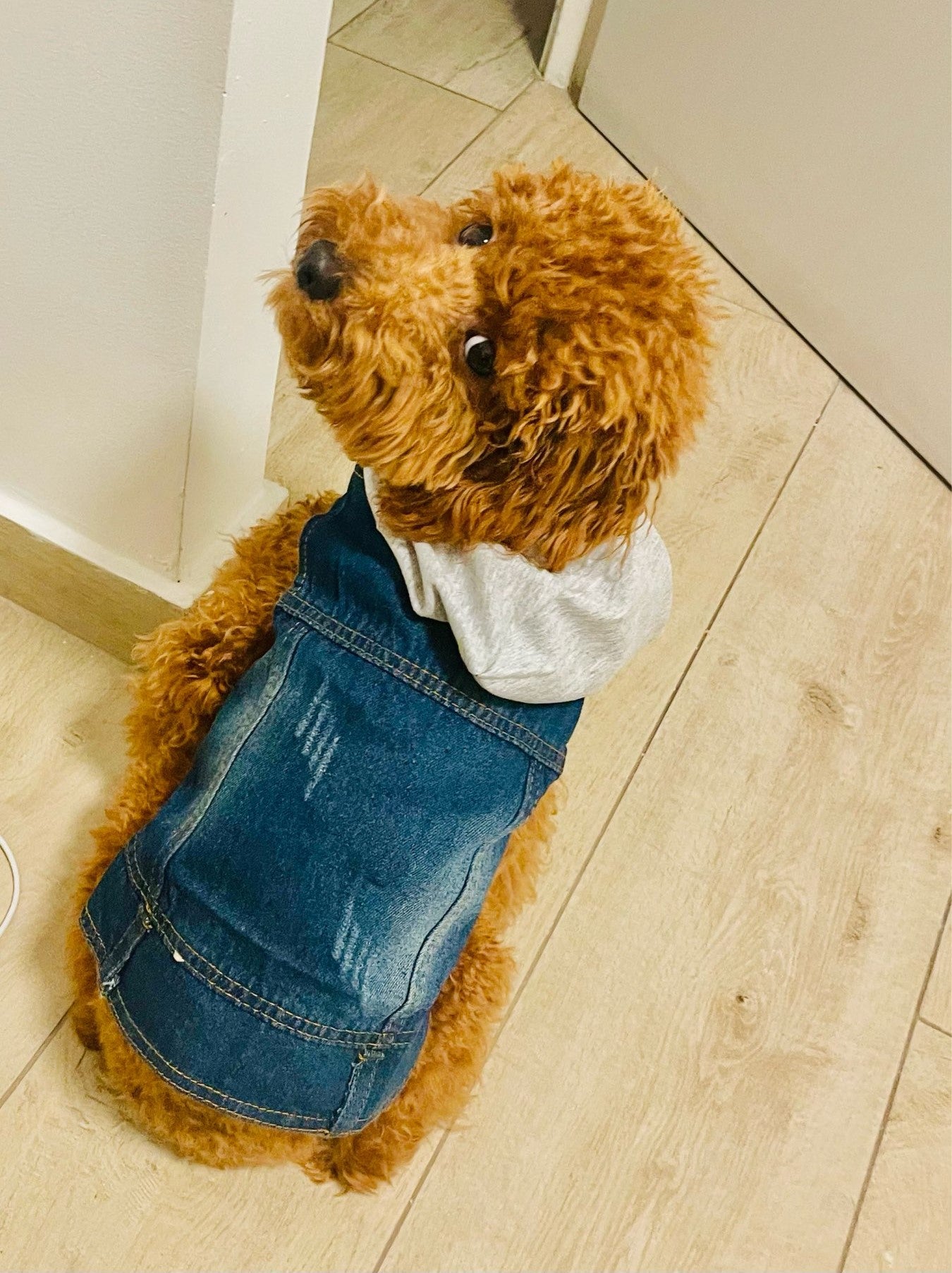 Denim Dog Vest