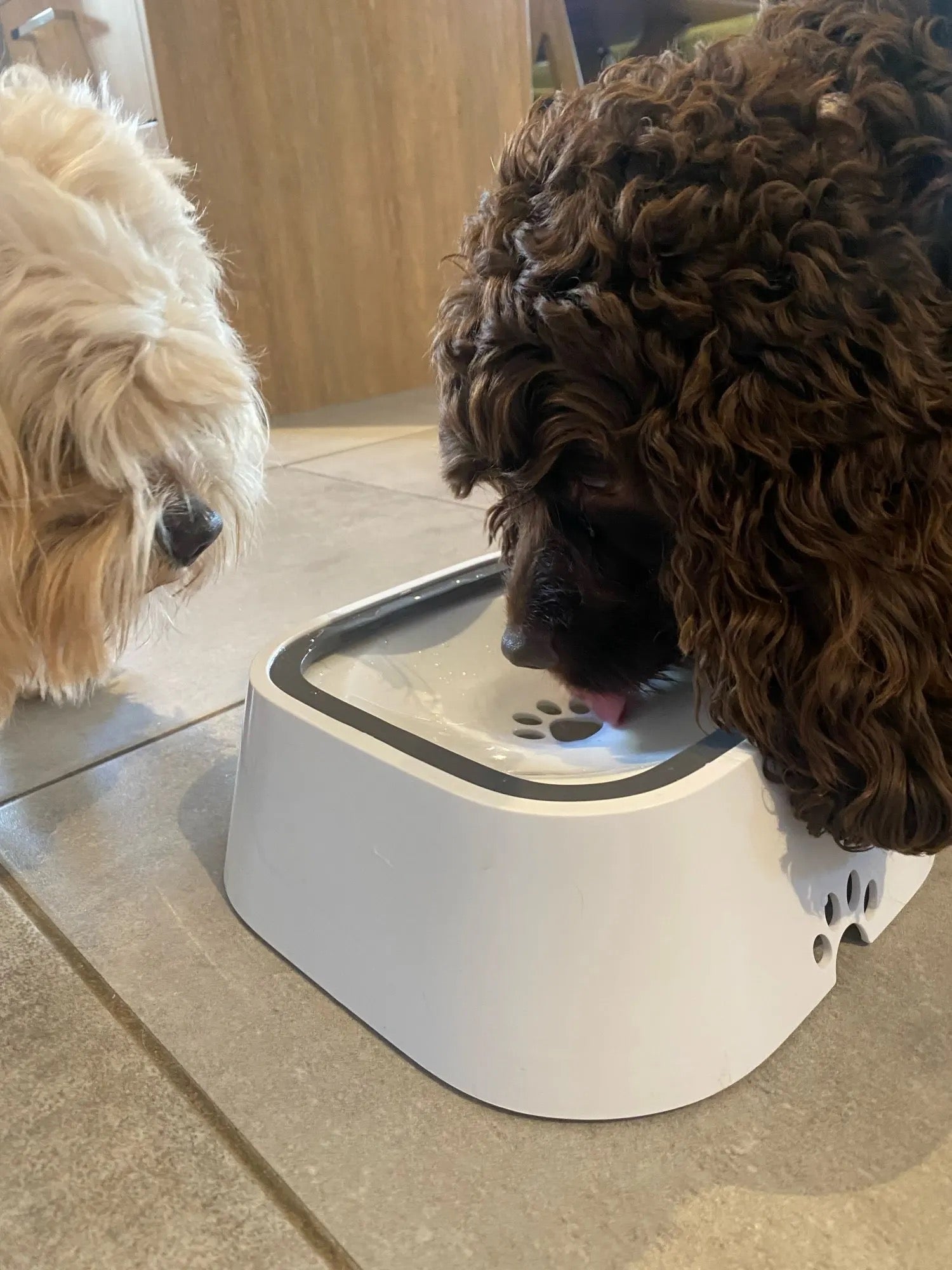 Drinking Water Dispenser