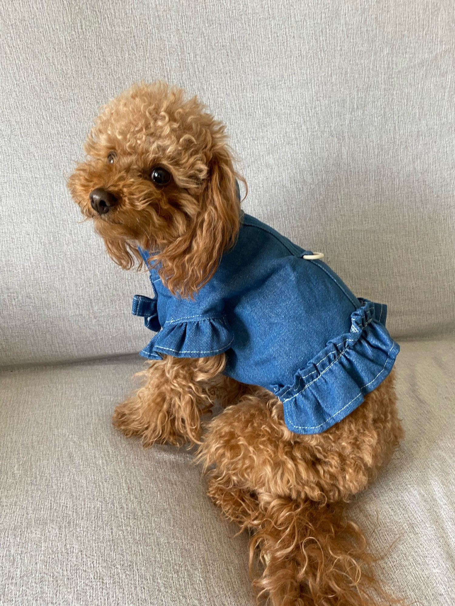 Denim Lace Chihuahua Wedding Dress For Small And Medium Dogs Perfect For  Parties And Special Occasions Includes Bowknot And Sweety Poodle Skirt  Outfit Pet227k From Hover8, $23.6 | DHgate.Com