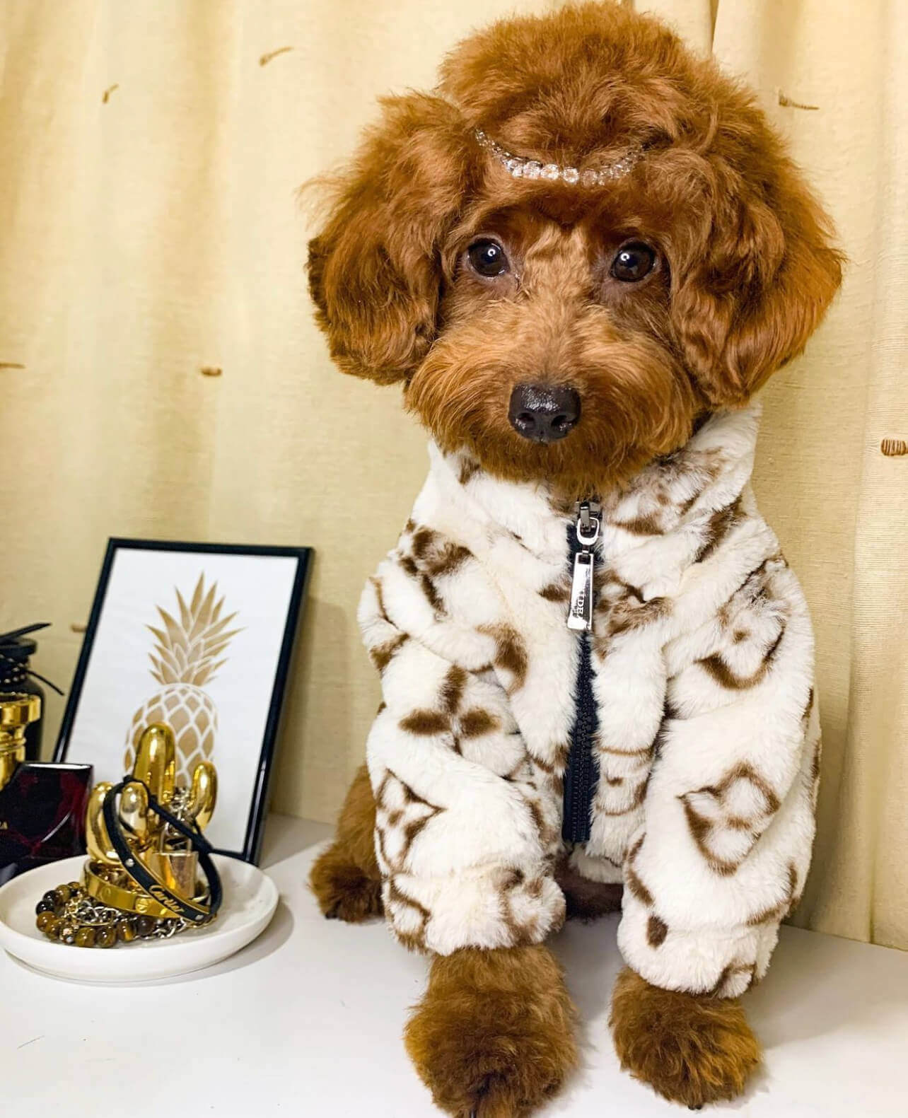 Chewy V Dog Coat - Beige – SchnauzerCouture