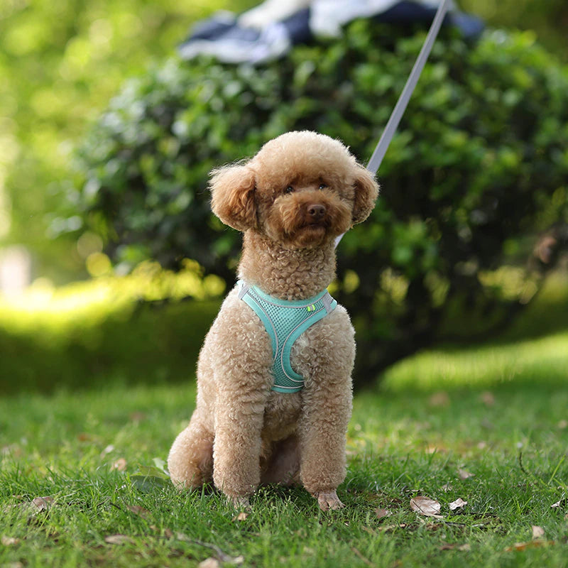 Designer Dog Harness & Leash – Poodle In