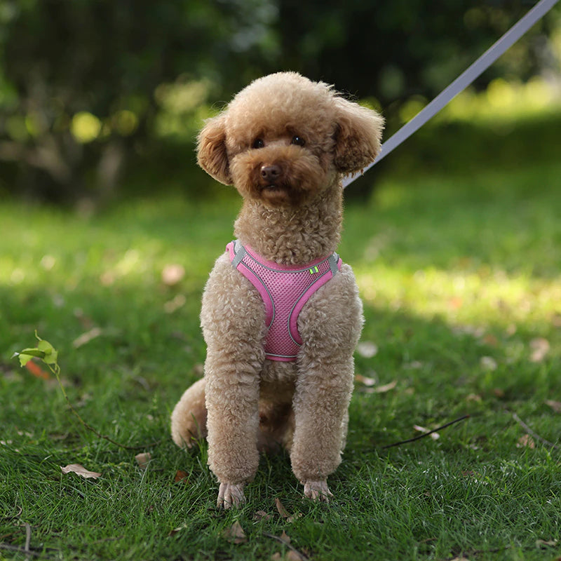 Designer Dog Harness & Leash – Poodle In