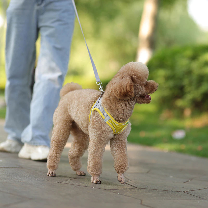 Designer Dog Harness & Leash – Poodle In