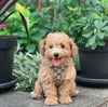 poodle in poodlein shop designer dog harness leash