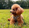 poodle in poodlein shop designer dog harness leash