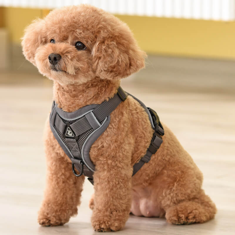 Designer Dog Harness & Leash – Poodle In