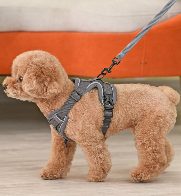 Designer Dog Harness & Leash – Poodle In