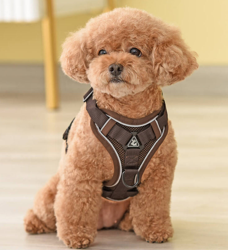 Designer Dog Harness & Leash – Poodle In