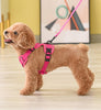 poodle in poodlein shop poodle in harness leash 