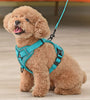 poodle in poodlein shop poodle in harness leash 