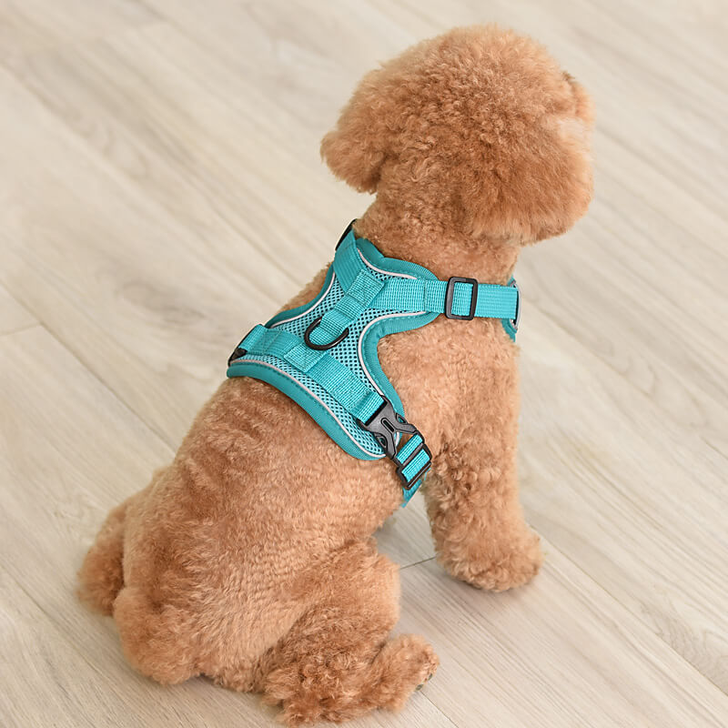 Designer Dog Harness & Leash – Poodle In