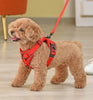 poodle in poodlein shop poodle in harness leash 