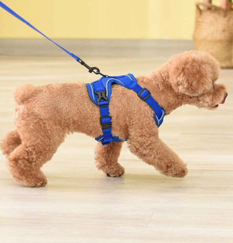Designer Dog Harness & Leash – Poodle In