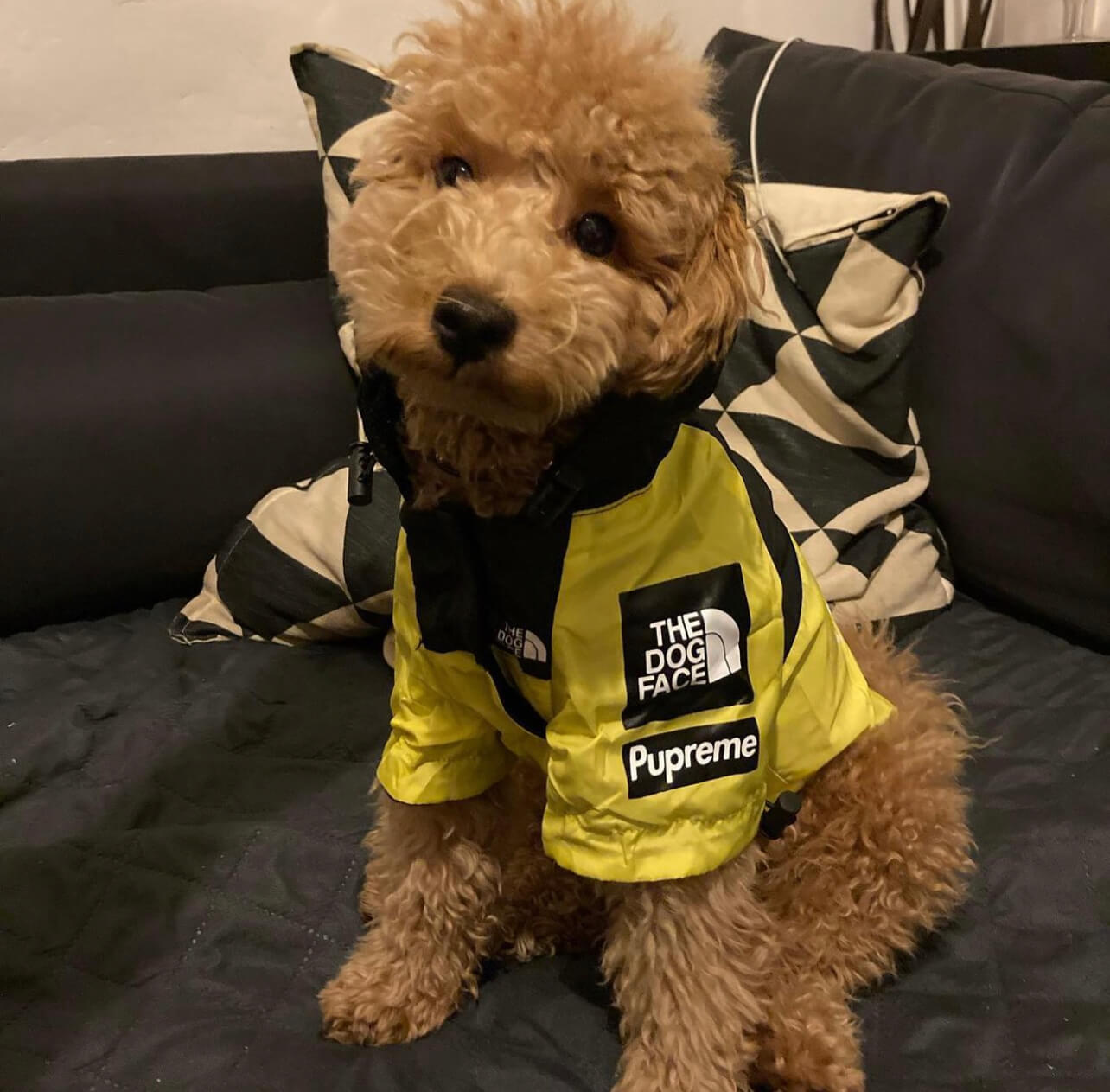 poodle in poodlein shop the dog face yellow windbreaker 