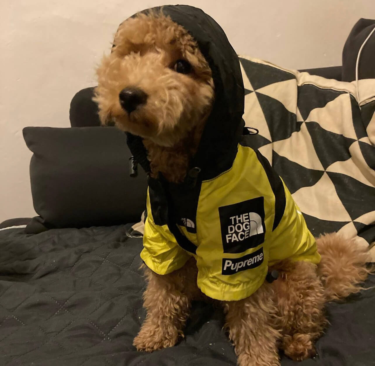 poodle in poodlein shop the dog face yellow windbreaker 