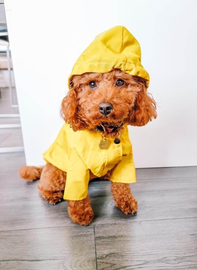 poodle in poodlein shop yellow raincoat 