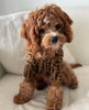 poodle in shop poodlein brown poodle sweater