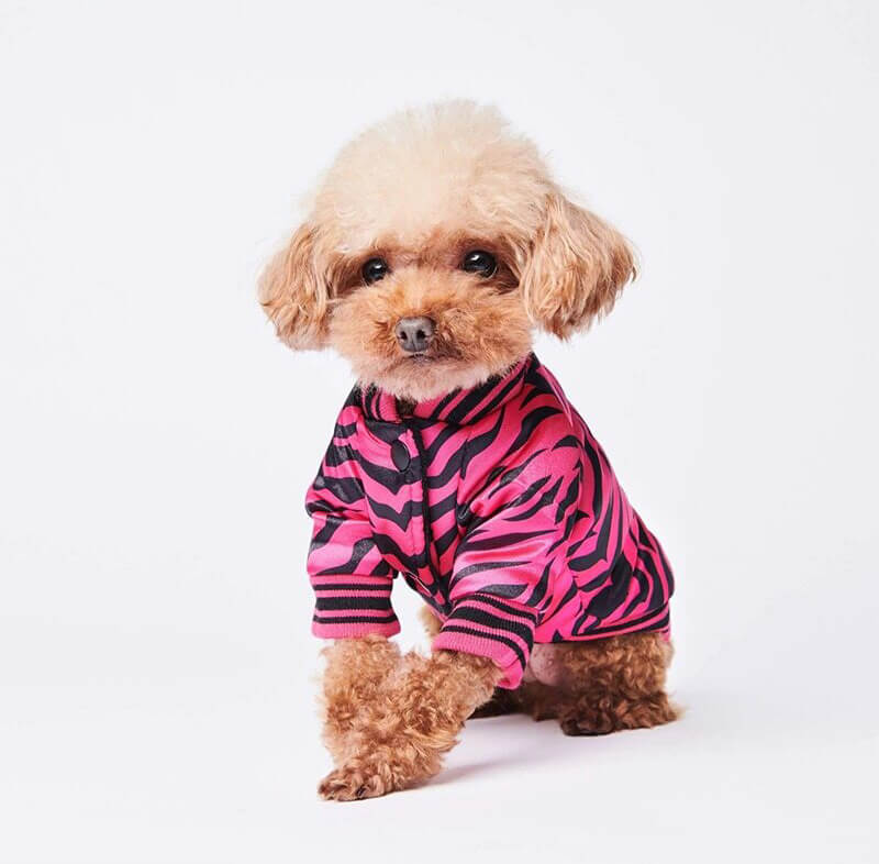 poodle in shop poodlein pink zebra bomber jacket